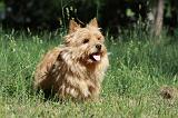 NORWICH TERRIER 024